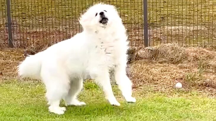 『違う、そうじゃない』超大型犬とボール遊びをした結果…想定外な『独特すぎるキャッチ』が話題に「初めて見たｗ」「胸トラップするの草」(ブログ)