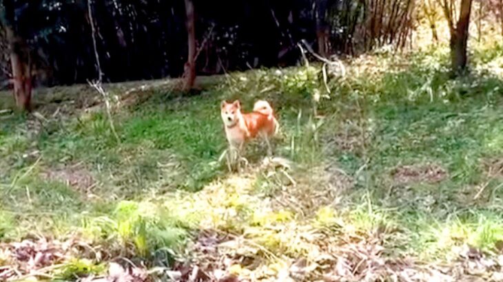 お庭で犬が遊んでいたので『バイバイ』と言った結果…想像以上に『慌ててしまう光景』が478万再生「焦り具合たまらん」「俺もそうだったｗ」(ブログ)