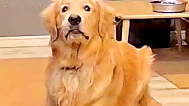 留守番中の大型犬がイタズラをしていたので、カメラ越しに注意したら…『まさかのリアクション』に4万いいね「分かりやすい顔ｗ」「可愛すぎ」(ブログ)