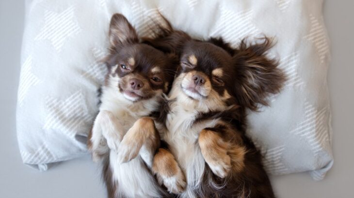犬にとって『枕』は必要なの？枕を好む理由や使用する際の注意点まで(ブログ)