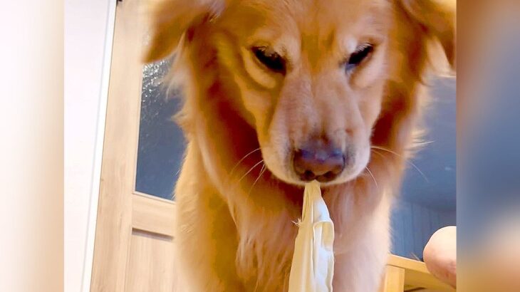 『捨てる予定のシーツ』を大型犬に渡した結果…思った以上に『ワイルド過ぎる遊び方』が39万再生「スカッとしたｗ」「満足げな顔で草」と絶賛(ブログ)
