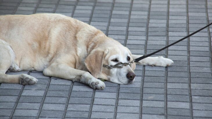 犬が『座り込んでしまう』原因5つ　散歩中に何度も…病気の可能性は？(ブログ)