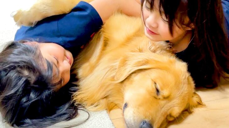 ふたりの女の子たちが『大型犬にわちゃわちゃ』した結果…まさかの『神対応』が52万再生「平和すぎる」「何されても動じないの優しい」(ブログ)