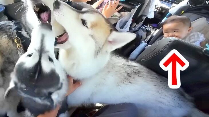 お出かけの車内に『大型犬3匹と赤ちゃん』を一緒に乗せた結果…思った以上に『カオスな状況』が10万再生「圧巻ｗ」「仲良しでほっこり」(ブログ)
