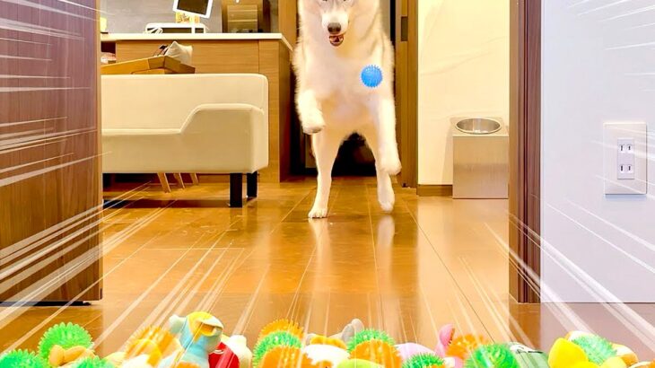 サプライズで『大量のおもちゃ』用意したら、大型犬が…100点満点な『リアクション』が14万再生「夢じゃないか確認するの草」「悩んでるｗ」(ブログ)