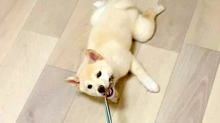 家の中でおさんぽを練習した結果、赤ちゃん犬が…理想とかけ離れた『まさかの状況』が面白すぎると話題「拒否柴の練習かな？」「可愛すぎるｗｗ」(ブログ)