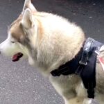 『お散歩だと思ってたのに…』大型犬を動物病院に連れて行った帰り道…思った以上に『絶望している光景』が82万再生「分かりやすすぎて草」(ブログ)