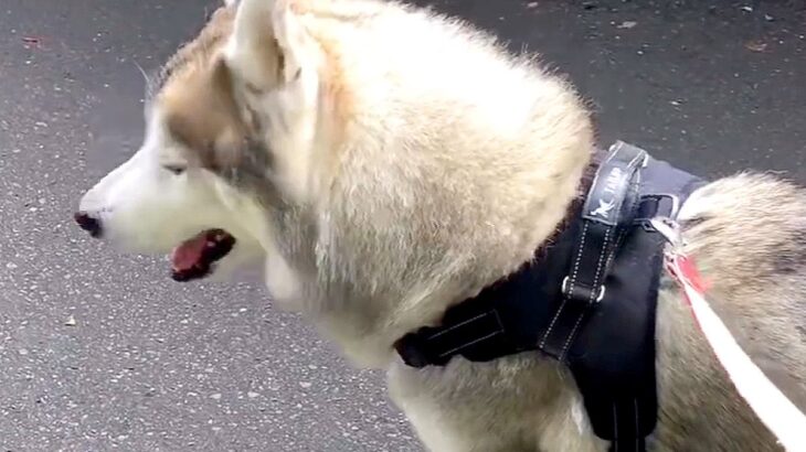 『お散歩だと思ってたのに…』大型犬を動物病院に連れて行った帰り道…思った以上に『絶望している光景』が82万再生「分かりやすすぎて草」(ブログ)