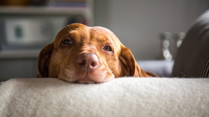 犬が心地良いと感じる『くつろぎスペース』4つ　愛犬が快適に過ごせるよう配慮してあげよう(ブログ)