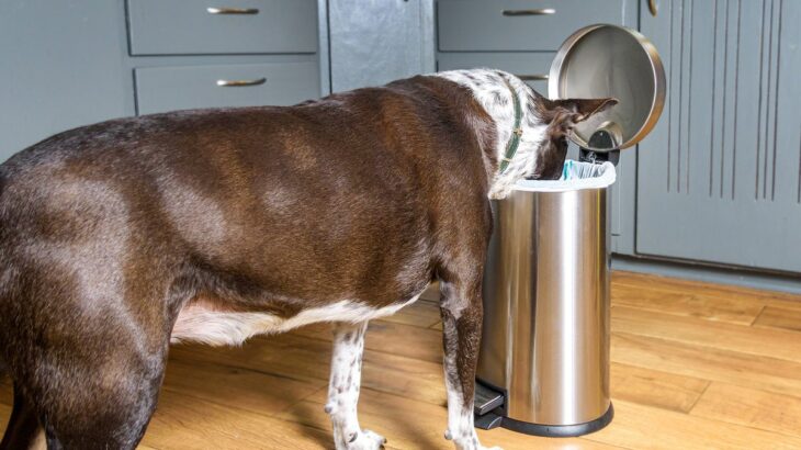 愛犬が『ごみ箱を漁る』のをやめさせる方法４つ　犬の心理から読み取れる解決策や対策法をご紹介(ブログ)