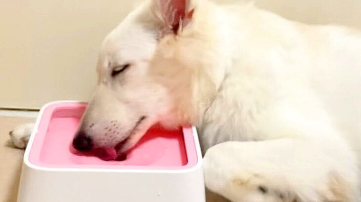 大型犬が水を飲んでいると思ったら…まさかの『そのまま寝落ちする姿』が可愛すぎると67万再生「そこで？？」「限界だったのねｗ」と爆笑の声(ブログ)