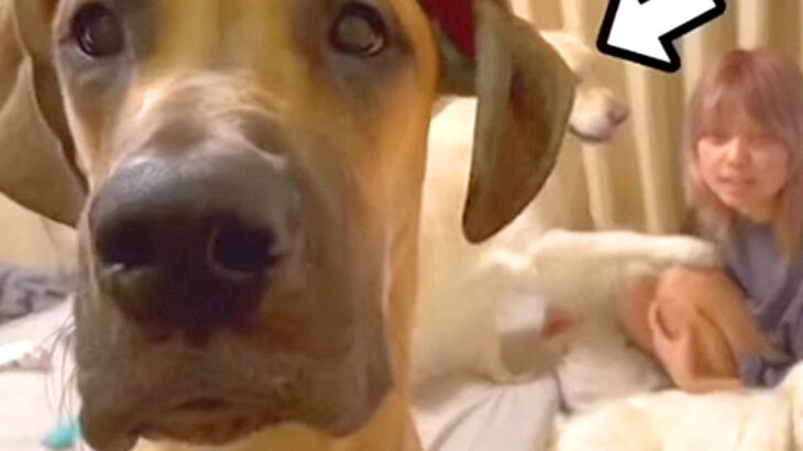 『いたずらをした超大型犬』を叱った結果…まさかの『確信犯な行動』が29万再生「おとぼけ顔がたまらんｗ」「聞こえない振りしてて草」と絶賛(ブログ)