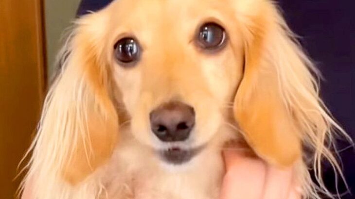 『子どもとお散歩に行ってくるね』と犬に伝えた結果…予想以上の『行かないで』な反応が9万再生「絶対に置いていけないｗ」「愛おしすぎる」(ブログ)
