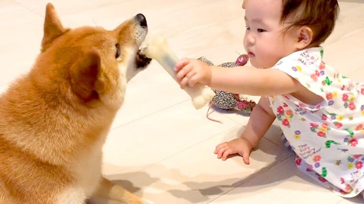 赤ちゃんがオモチャで遊ぼうとしたら犬が…まるで『ベビーシッターのような行動』が尊すぎると7万再生「完璧な子守」「素晴らしいお姉ちゃん」(ブログ)