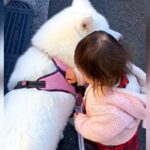小さな女の子が散歩中『人のおうち』に入ろうとしたら、秋田犬が…お利口さんすぎる『まさかの行動』が90万再生「優しくて涙」「最高の警備」(ブログ)