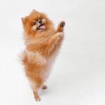 犬が直立しているときの5つの心理　その理由や注意すべきリスクとは(ブログ)