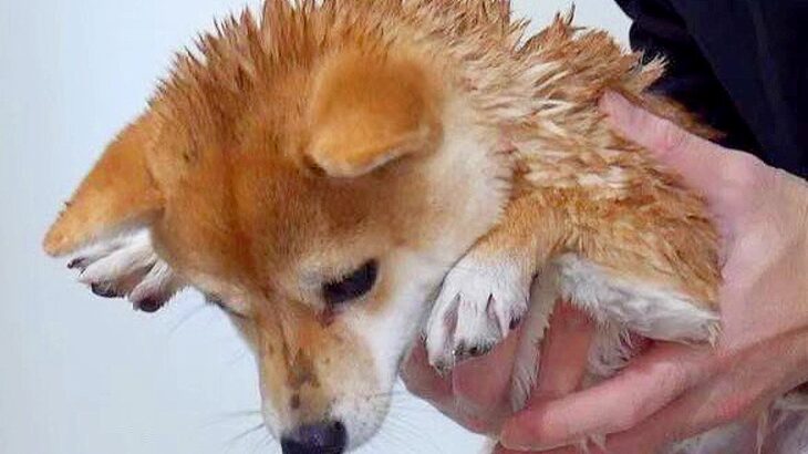 『うちの犬を洗うと…』まさかの”他の動物に変身する光景”に3万4000いいね集まる「どちらにしてもかわいい」「異論なしｗｗ」と大反響(ブログ)