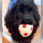 トイレに入っていたら、犬が…母を楽しませようとして見せた『まさかの行動』が可愛すぎて泣けると3万再生「ホント優しい子」「涙出ちゃう」(ブログ)