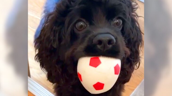 トイレに入っていたら、犬が…母を楽しませようとして見せた『まさかの行動』が可愛すぎて泣けると3万再生「ホント優しい子」「涙出ちゃう」(ブログ)