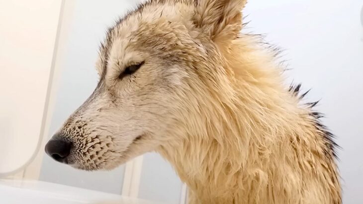 お風呂に行きたくないハスキー犬を『強制連行』した結果…まさかの『めっちゃふてくされる光景』が11万再生「もはや人間で草」「無駄な抵抗ｗ」(ブログ)