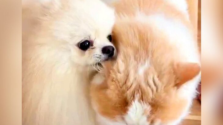 『猫に育てられた犬』が、お出かけから帰ってきたら…再会した時の『可愛すぎる行動』が144万表示「耳ハムハムたまらん」「素敵な関係」と絶賛(ブログ)