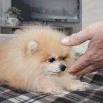 初対面の犬に絶対するべきではない『間違った挨拶』4つ　ついやりがちなその方法から正しい接し方まで(ブログ)