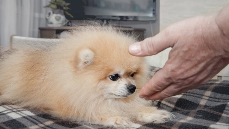 初対面の犬に絶対するべきではない『間違った挨拶』4つ　ついやりがちなその方法から正しい接し方まで(ブログ)