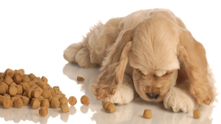 愛犬がご飯を食べながら遊ぶのをやめさせるべき4つの理由　叱るだけではいけない？その対策法までご紹介(ブログ)