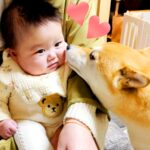 1週間ぶりに赤ちゃんが家に帰ってきた結果、犬が…想像の上をいく『感情大爆発の再会』が79万再生「ドタバタすぎて草」「ウルっときた」と絶賛(ブログ)