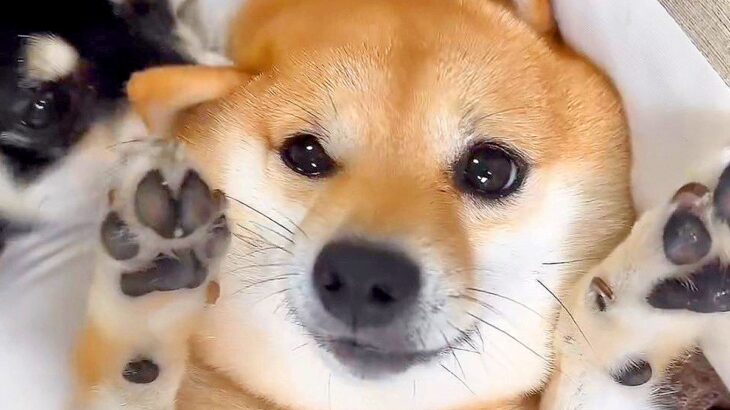 普段はお転婆な犬が見せた『反則級のギャップ』…あざとすぎる姿に1万2000いいね「スパされる直前かな？ｗ」「すべてが可愛い」と絶賛の声(ブログ)