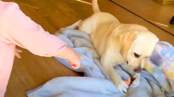 大型犬が『お人形の腕をもぎ取ってしまった』結果、2歳の女の子が…一生懸命に『事の重大さを伝える光景』が20万再生「コントで草」「可愛い」(ブログ)
