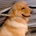 目を離していた隙に、大型犬がカーテンで…完全に想定外な『まさかの光景』が1000万再生「ナニゴト？ｗｗ」「怒る気にもなれなくて草」と爆笑(ブログ)