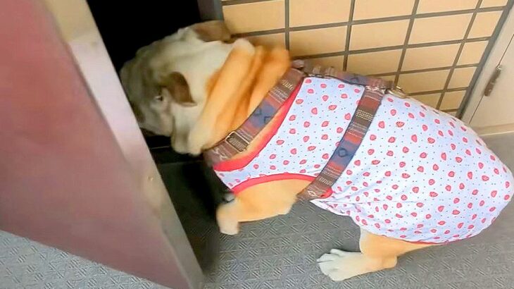おばあちゃんにサプライズで『犬と一緒に家に訪問』したら…衝撃的な『まさかすぎる結末』が44万再生「哀愁あって草」「探すの健気すぎるｗ」(ブログ)