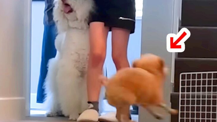 突然『大型犬』が遊びに来たら、家にいた犬たちが…思った以上の『ドタバタな様子』が38万再生「はしゃぎっぷり最高」「走り方独特で草」(ブログ)