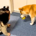 赤ちゃんが泣いていたら、目の前にいた犬が…今までしたことのなかった『まさかの行動』が80万再生「優しいお姉ちゃん」「渡してやったぞ感ｗ」(ブログ)