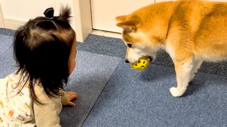 赤ちゃんが泣いていたら、目の前にいた犬が…今までしたことのなかった『まさかの行動』が80万再生「優しいお姉ちゃん」「渡してやったぞ感ｗ」(ブログ)