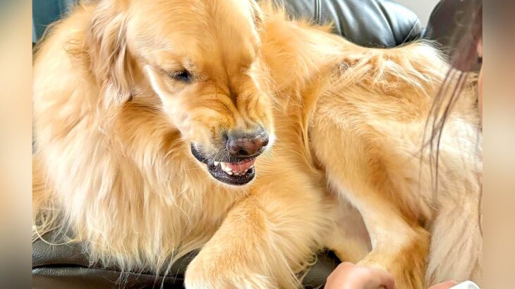 乾燥していたので『大型犬の肉球にクリームを塗った』結果…予想以上の『ブチギレの様子』が277万再生「ムキ顔可愛いｗ」「信頼関係が素敵」(ブログ)