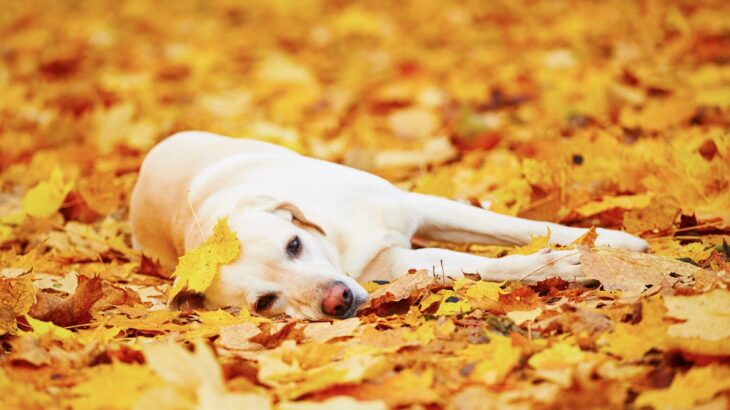 犬の『秋バテ』で表れる症状4つ　季節の変わり目にできる対策や予防法をご紹介(ブログ)
