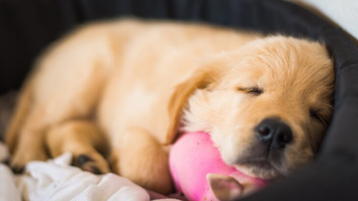 犬が『幸せ』を感じているか判断する方法はあるの？5つのチェック項目や必要なことまで(ブログ)