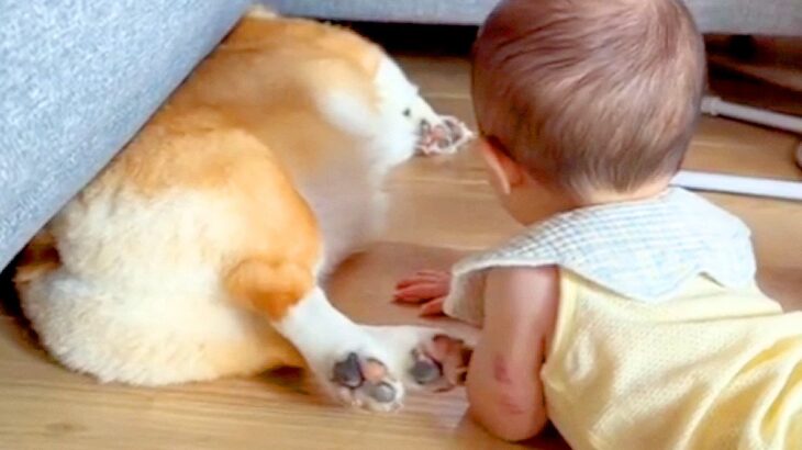 赤ちゃんに構われ過ぎた結果、犬が…衝撃的な『死んだふり』で対処する光景が95万再生「なかなかの役者っぷり」「参ってて可愛いｗ」と絶賛(ブログ)
