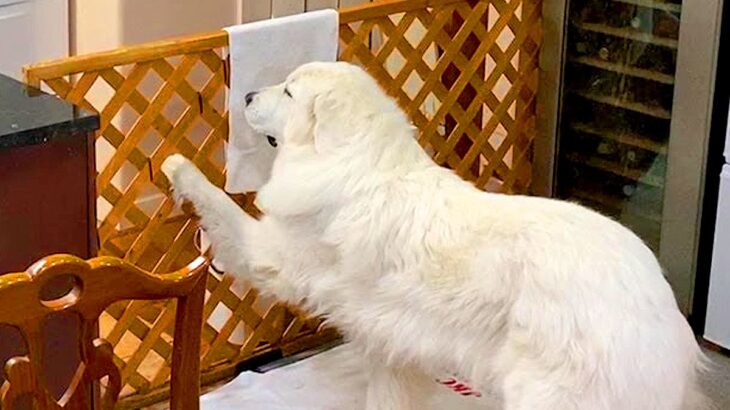 超大型犬が『おやつが少ないです』とお母さんに訴えたら…『微笑ましすぎる結末』が32万再生「意思強くて草」「さすがの交渉術ｗ」と爆笑(ブログ)