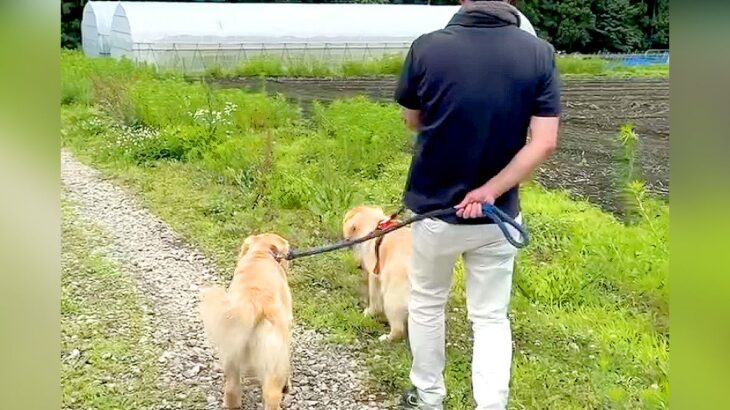 畑に遊びに行ったら、大型犬たちが…絶望的すぎる『まさかのハプニング』が22万再生「お察しします…ｗ」「満足そうな表情で草」と爆笑の声(ブログ)