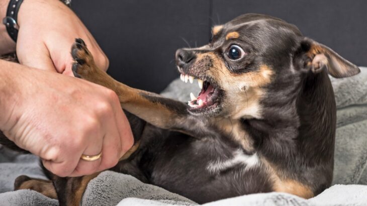 犬が人間に噛みつく『3つの理由』愛犬が攻撃的になってしまう原因や改善方法まで(ブログ)