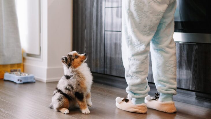【ドッグトレーナー直伝】犬に『待て』を教える方法！正しい手順とポイントを徹底解説(ブログ)