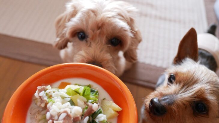 愛犬のご飯は温めてあげたほうがいい？　寒い時期に配慮してあげたい食べ物の温度からメリットまで解説(ブログ)