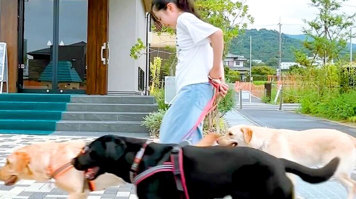 小学6年生の女の子が『大型犬3匹を引き連れていて危ない』と思ったら…心配無用な『まさかの理由』が素敵すぎると6万再生「落ち着いてて凄い」(ブログ)