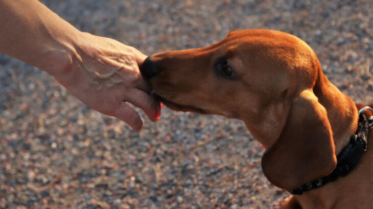 初対面の犬は勝手に触ってはいけない？　意外と知られていないリスクや注意点をご紹介(ブログ)