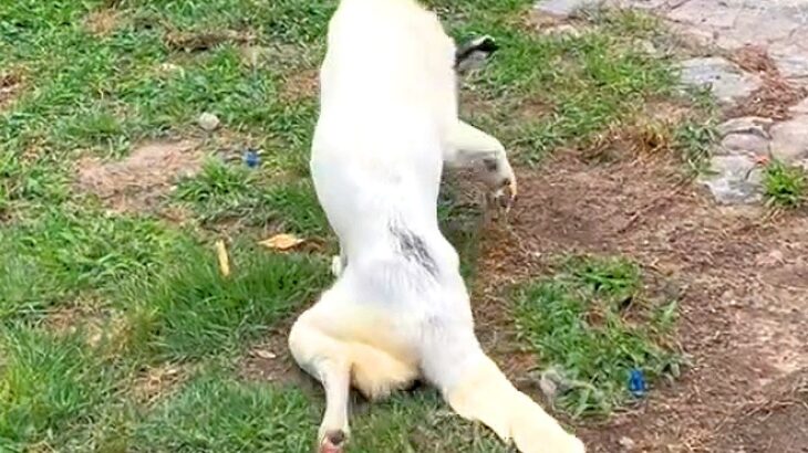 10年間繋がれっぱなしで『下半身不随』になった犬が…まさかすぎる『奇跡の物語』に涙が止まらない「一歩一歩…感動で泣いた」「本当にすごい」(ブログ)