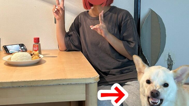 犬と一緒に写真を撮ろうとした結果…想定外の『合成写真のような光景』が104万回表示「スタンプすぎるｗ」「メンチ切ってて草」爆笑の声(ブログ)