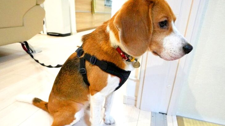 荷造りしているママに、いたずら犬が調子に乗った結果…コントのような攻防戦が4万再生「もはやドリフの域」「扉開けるのがうますぎｗ」と爆笑(ブログ)